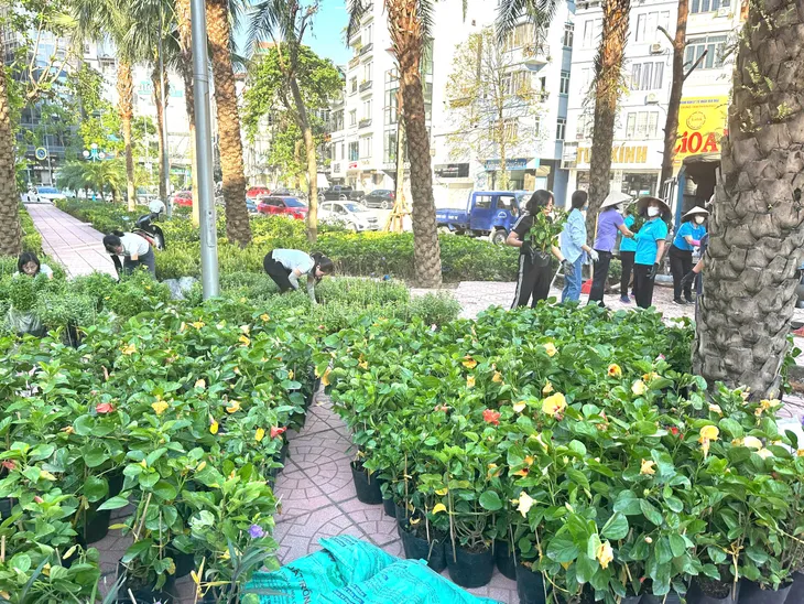 Thành phố Hạ Long đồng loạt xây dựng thành phố hoa, thành phố xanh sau bão - Ảnh 9. Thành phố Hạ Long đồng loạt xây dựng thành phố hoa, thành phố xanh sau bão - Ảnh 9.