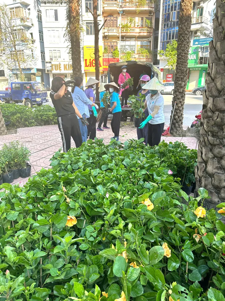 Thành phố Hạ Long đồng loạt xây dựng thành phố hoa, thành phố xanh sau bão - Ảnh 10. Thành phố Hạ Long đồng loạt xây dựng thành phố hoa, thành phố xanh sau bão - Ảnh 10.