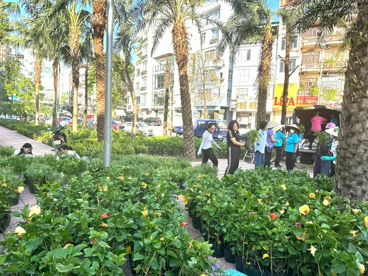 Thành phố Hạ Long đồng loạt xây dựng thành phố hoa, thành phố xanh sau bão - Ảnh 8. Thành phố Hạ Long đồng loạt xây dựng thành phố hoa, thành phố xanh sau bão - Ảnh 8.