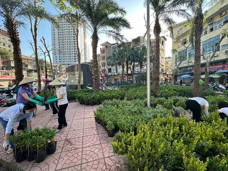 Thành phố Hạ Long đồng loạt xây dựng thành phố hoa, thành phố xanh sau bão - Ảnh 6. Thành phố Hạ Long đồng loạt xây dựng thành phố hoa, thành phố xanh sau bão - Ảnh 6.