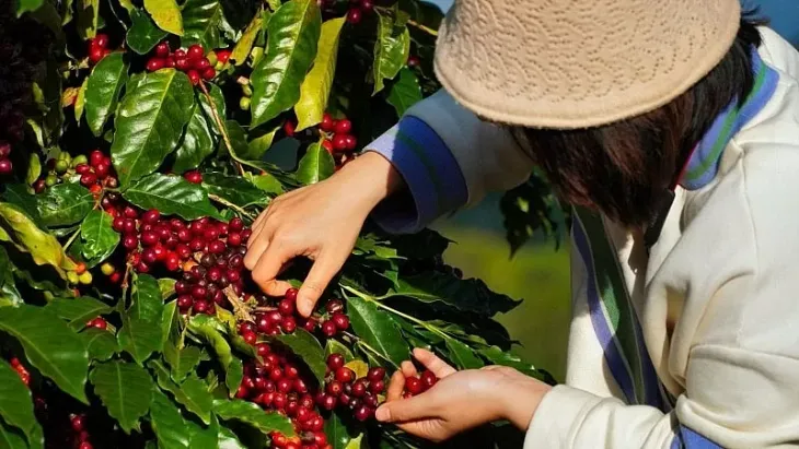 Giá cà phê lao dốc - Ảnh 1. Giá cà phê lao dốc - Ảnh 1.