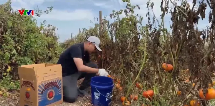 Mô hình thu gom tránh lãng phí thực phẩm tại Mỹ - Ảnh 2.