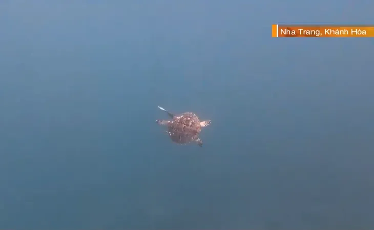 Rùa biển xuất hiện ở vịnh Nha Trang, tín hiệu tốt cho môi trường biển - Ảnh 1. Rùa biển xuất hiện ở vịnh Nha Trang, tín hiệu tốt cho môi trường biển - Ảnh 1.