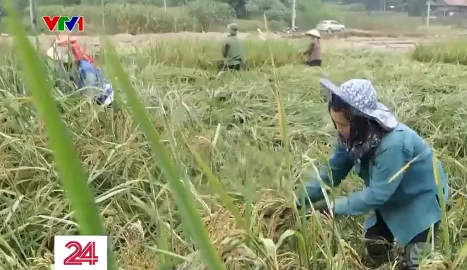 Làng Nủ tìm phương án khôi phục sản xuất nông nghiệp - Ảnh 1. Làng Nủ tìm phương án khôi phục sản xuất nông nghiệp - Ảnh 1.