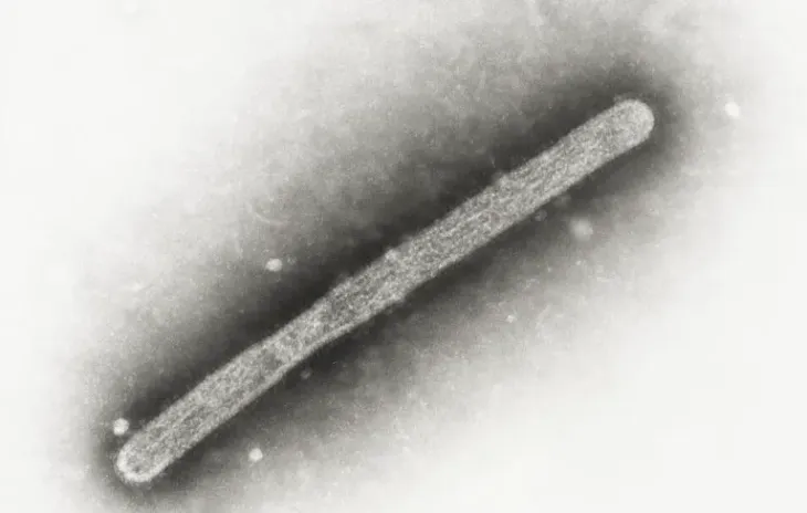 Mỹ lần đầu tiên phát hiện cúm gia cầm H5N1 ở lợn - Ảnh 1. Mỹ lần đầu tiên phát hiện cúm gia cầm H5N1 ở lợn - Ảnh 1.