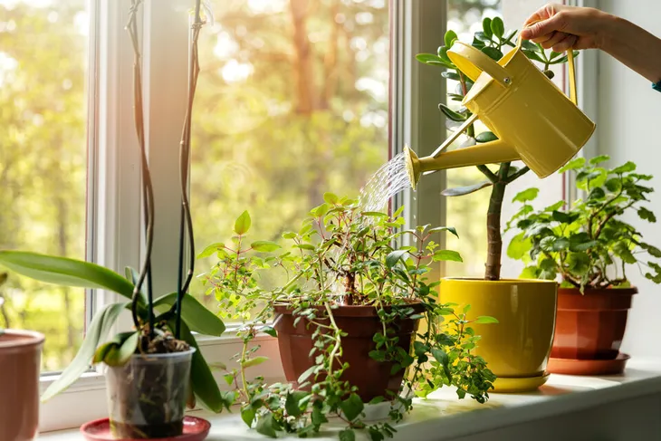 Cây cảnh tươi tốt quanh năm nhờ mẹo nhỏ với muối Epsom - Ảnh 2.