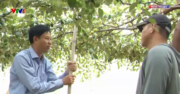 Tạo sinh kế mới cho đồng bào dân tộc thiểu số - Ảnh 2. Tạo sinh kế mới cho đồng bào dân tộc thiểu số - Ảnh 2.