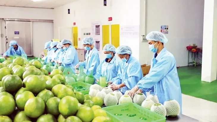 Nhiều doanh nghiệp nông sản đã có đơn hàng của năm 2025 - Ảnh 1. Nhiều doanh nghiệp nông sản đã có đơn hàng của năm 2025 - Ảnh 1.
