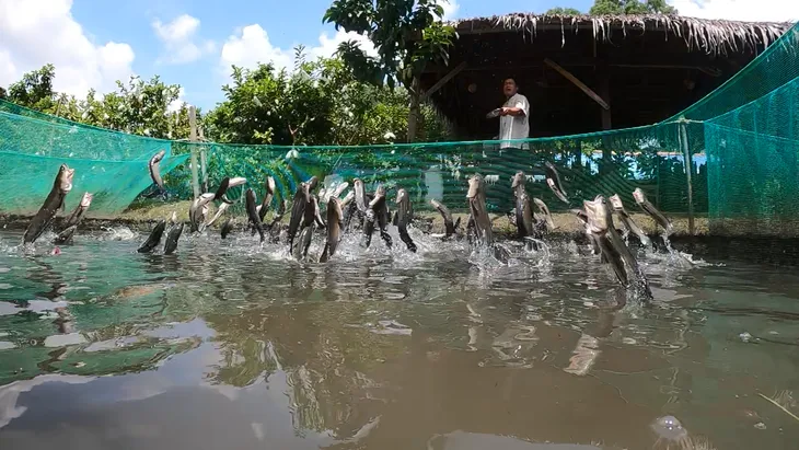 Cồn Sơn - Viên ngọc xanh giữa sông Hậu, điểm đến du lịch cộng đồng lý tưởng - Ảnh 10. Cồn Sơn - Viên ngọc xanh giữa sông Hậu, điểm đến du lịch cộng đồng lý tưởng - Ảnh 10.