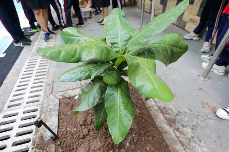 Trồng cây bàng vuông để thêm yêu biển đảo quê hương - Ảnh 5. Trồng cây bàng vuông để thêm yêu biển đảo quê hương - Ảnh 5.