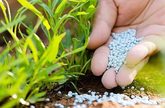 Áp thuế giá trị gia tăng phân bón: Tạo “sân chơi” lành mạnh? - Ảnh 1. Áp thuế giá trị gia tăng phân bón: Tạo “sân chơi” lành mạnh? - Ảnh 1.