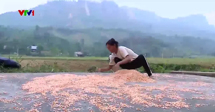 Hỗ trợ phục hồi sản xuất nhanh sau thiên tai tại miền núi phía Bắc - Ảnh 1. Hỗ trợ phục hồi sản xuất nhanh sau thiên tai tại miền núi phía Bắc - Ảnh 1.