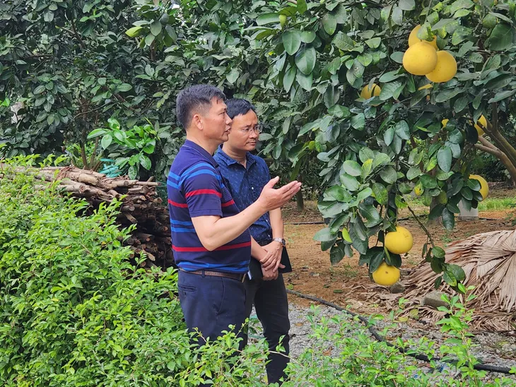 Hà Tĩnh: Sinh kế cho người dân từ việc phát triển bưởi Phúc Trạch - Ảnh 1. Hà Tĩnh: Sinh kế cho người dân từ việc phát triển bưởi Phúc Trạch - Ảnh 1.