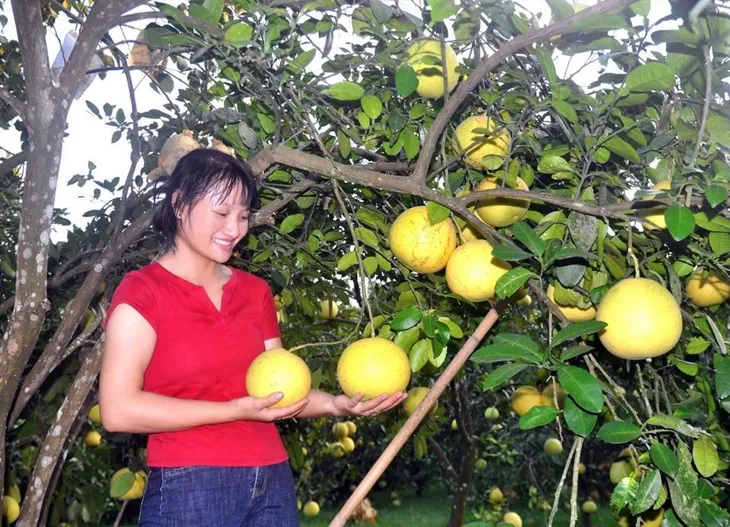 Hà Tĩnh: Sinh kế cho người dân từ việc phát triển bưởi Phúc Trạch - Ảnh 2. Hà Tĩnh: Sinh kế cho người dân từ việc phát triển bưởi Phúc Trạch - Ảnh 2.