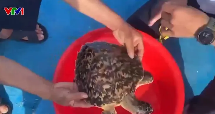 Lý Sơn thả rùa quý hiếm về biển - Ảnh 1. Lý Sơn thả rùa quý hiếm về biển - Ảnh 1.