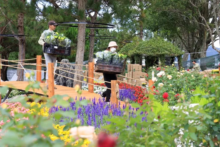 Hoa Đà Lạt hối hả “xuống phố” trước thềm khai mạc - Ảnh 3. Hoa Đà Lạt hối hả “xuống phố” trước thềm khai mạc - Ảnh 3.