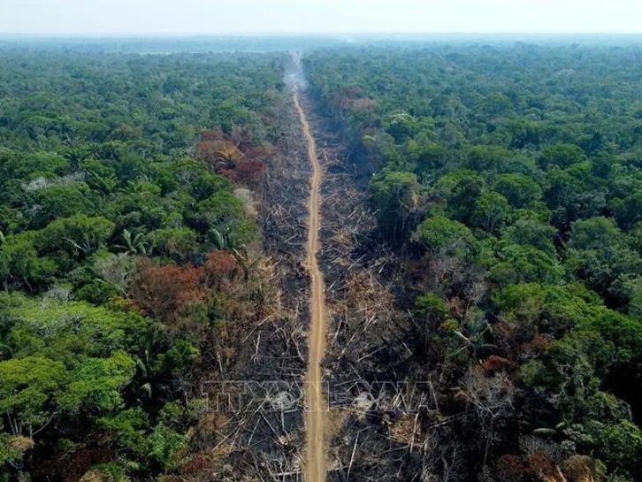 EU lùi thời gian áp dụng luật chống phá rừng - Ảnh 1. EU lùi thời gian áp dụng luật chống phá rừng - Ảnh 1.
