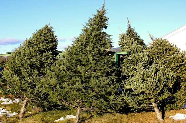 Cây thông Noel ở Mỹ tăng giá dịp cuối năm - Ảnh 1. Cây thông Noel ở Mỹ tăng giá dịp cuối năm - Ảnh 1.