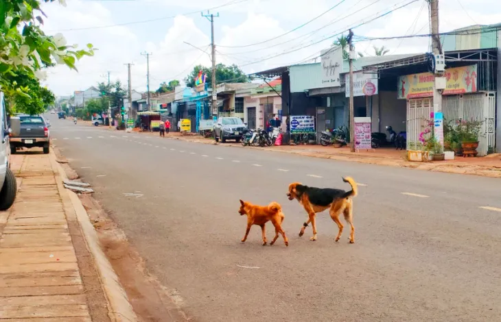 Bé gái 4 tuổi tử vong, 10 người có nguy cơ mắc bệnh dại do chó cắn - Ảnh 1. Bé gái 4 tuổi tử vong, 10 người có nguy cơ mắc bệnh dại do chó cắn - Ảnh 1.