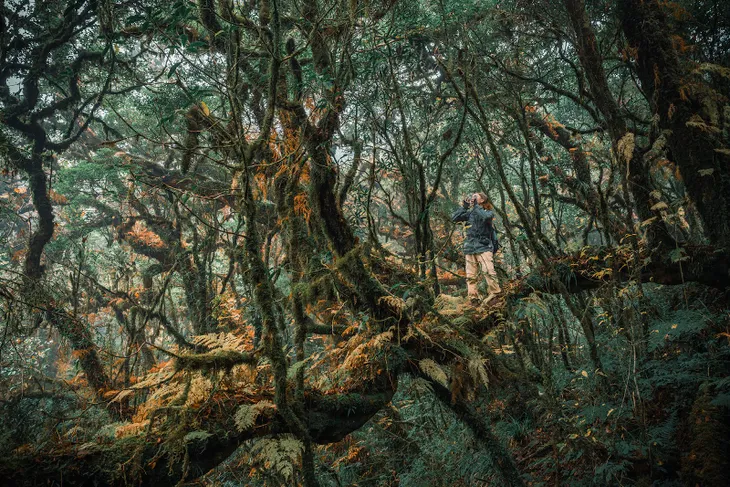 Theo chân trekker xuyên rừng lên đỉnh Sa Mu - Ảnh 3. Theo chân trekker xuyên rừng lên đỉnh Sa Mu - Ảnh 3.