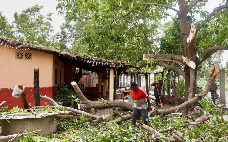 Cây gãy đổ do bão Erick ở bang Oaxaca, Mexico, ngày 18/6 (Ảnh: AP)