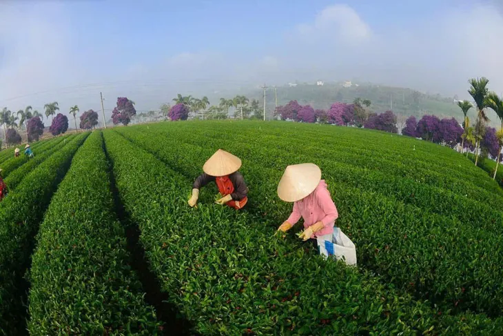 Hương vị ẩm thực trà Ô Long từ làng chè Cầu Đất - Ảnh 1.