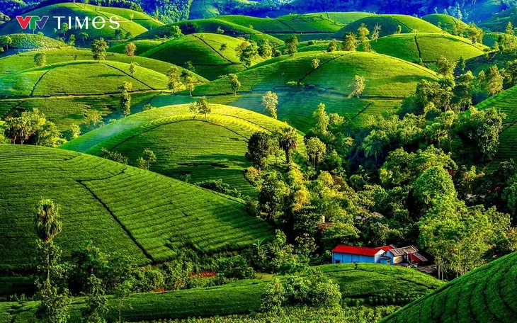 Đồi chè Long Cốc – nơi nhiều đồi chè nhỏ giống như những chiếc bát úp tạo nên khung cảnh huyền ảo, thơ mộng. Được đánh giá là một trong những đồi chè đẹp nhất Việt Nam. Đồi chè Long Cốc – nơi nhiều đồi chè nhỏ giống như những chiếc bát úp tạo nên khung cảnh huyền ảo, thơ mộng. Được đánh giá là một trong những đồi chè đẹp nhất Việt Nam.