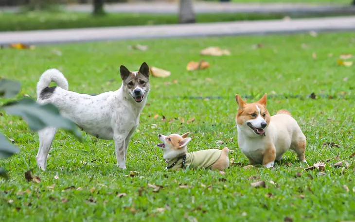 Thả rông động vật nuôi ở nơi công cộng bị phạt tới 1 triệu đồng