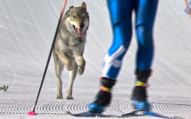 Chó lai sói vượt rào an ninh, lao về đích tại Olympic mùa Đông