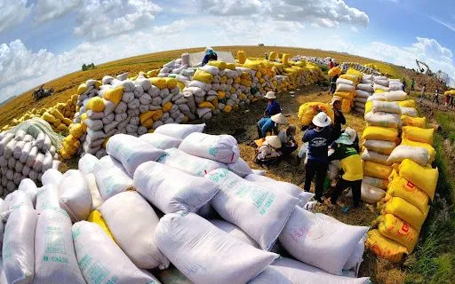 Sẽ chấm điểm tiến độ tín nhiệm thương nhân xuất khẩu gạo