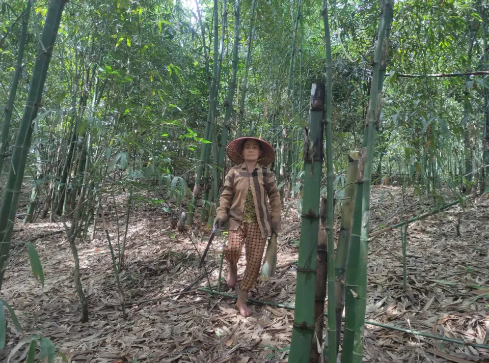 Cụ bà trồng tre 4 mùa và hành trình kiếm tiền tỷ mỗi năm