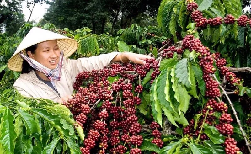 Cảnh báo nguy cơ từ việc mở rộng diện tích nông sản chạy theo giá cao