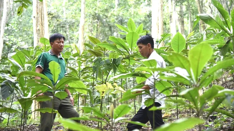 Cây dược liệu đóng góp lớn cho kinh tế rừng