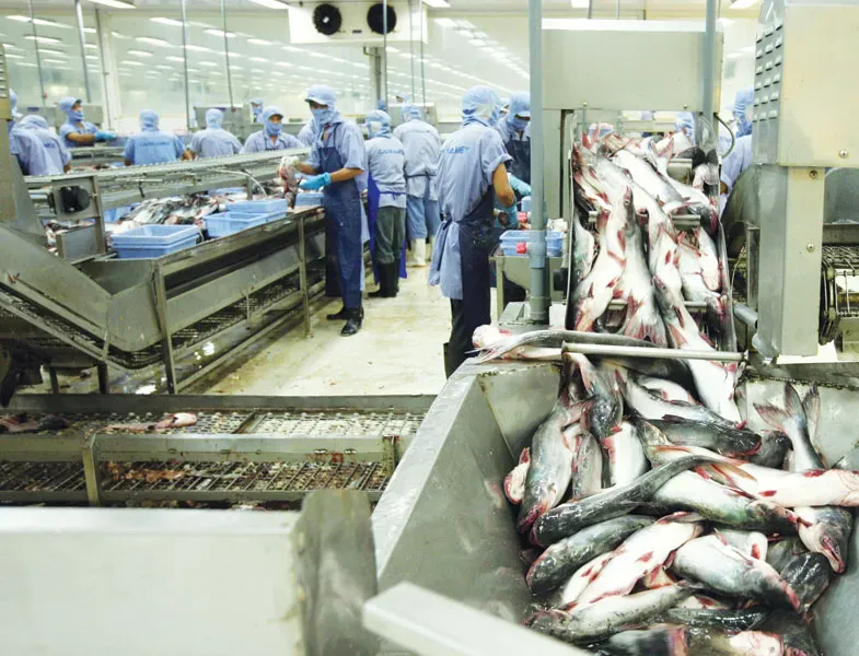 Cá tra giá trị gia tăng Việt Nam chinh phục Mỹ với kim ngạch xuất khẩu cao nhất thập kỷ