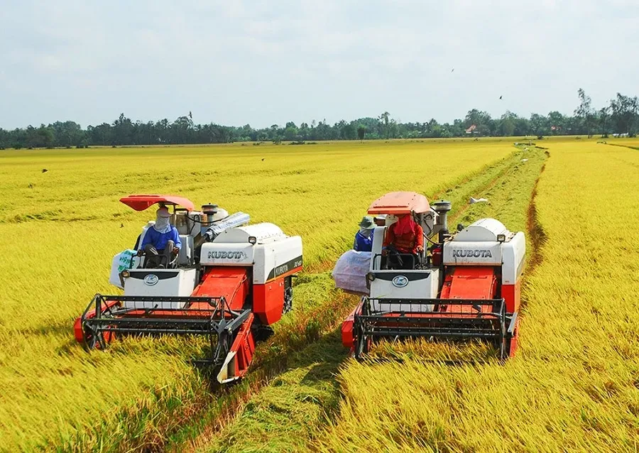 Nâng cao giá trị hạt gạo Việt