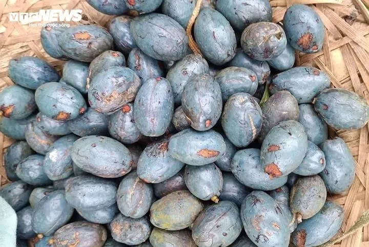 Loại quả giá rẻ, bất ngờ thành đặc sản khó mua