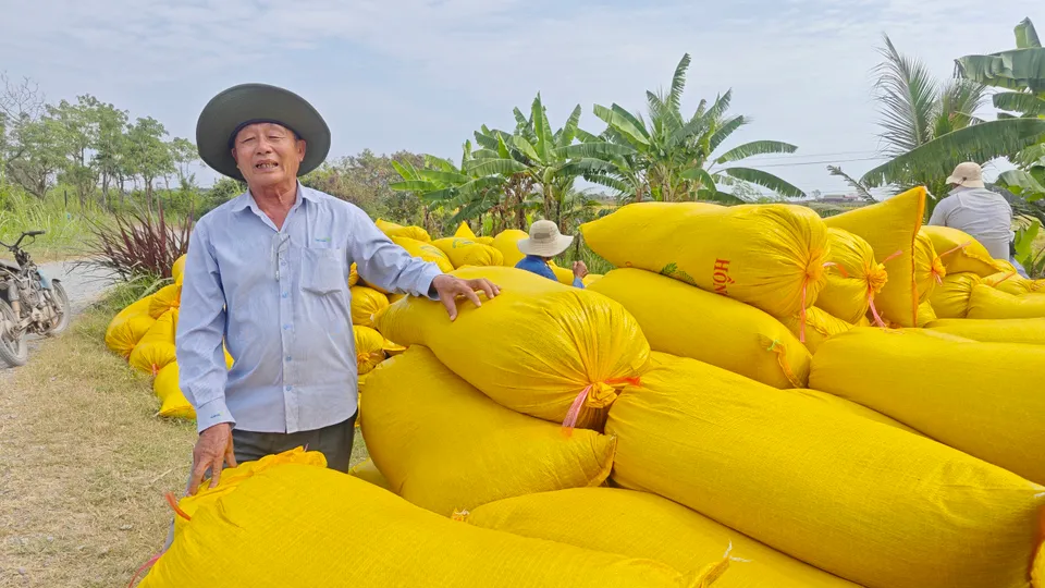 Nông dân trồng lúa tím vỡ òa khi lãi chưa từng có
