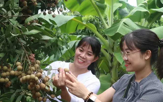 Nhãn chín sớm giá cao gấp đôi nhãn chính vụ