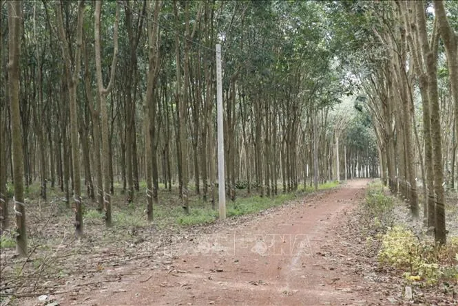 Đồng Nai sớm bàn giao mặt bằng thi công cao tốc Gia Nghĩa - Chơn Thành