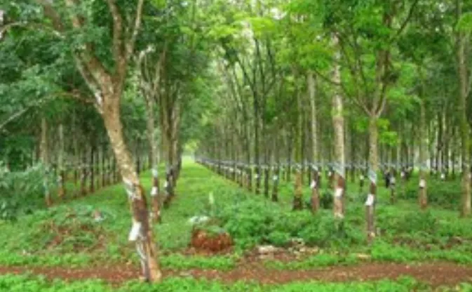 Doanh nghiệp có được chuyển đất trồng cây lâu năm thành đất ở?