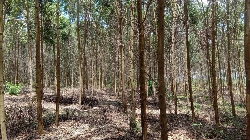 Thành phố Huế thông qua chuyển đổi 22,58ha rừng sản xuất để triển khai 3 dự án lớn