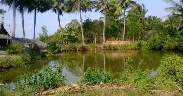 Làm thế nào để được cấp quyền sử dụng theo mục đích đất vườn, ao?