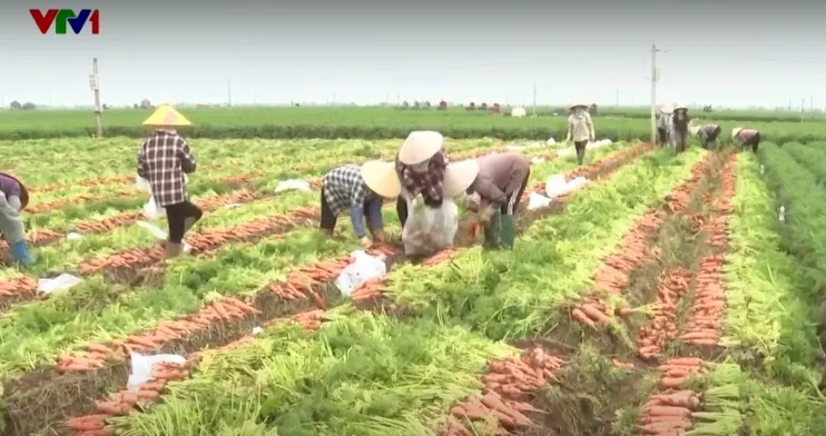 Nông dân phấn khởi với chính sách miễn thuế đất nông nghiệp