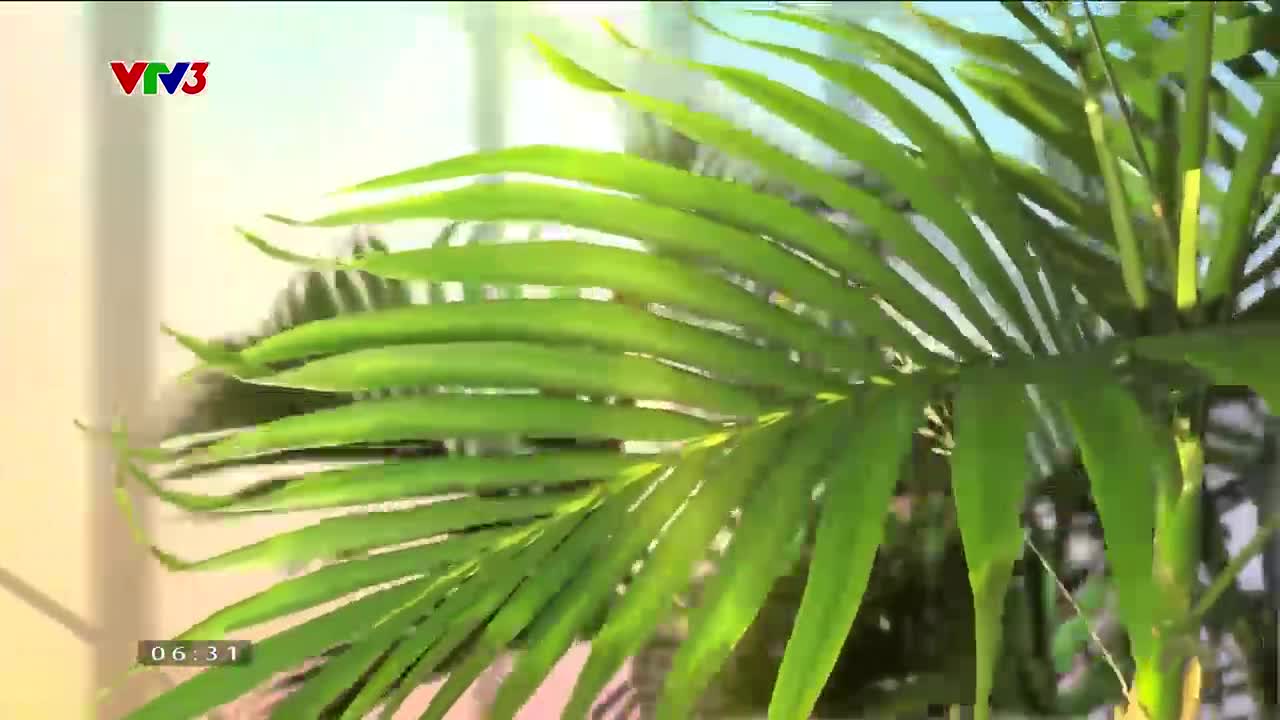 Cà phê sáng - 26/10/2023 - Video đã phát trên VTV3 | VTV.VN->