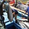 Tuna fishermen face challenges