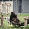 Hanoi inaugurates first rescued bears house