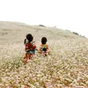 Ha Giang province to host buckwheat flower festival