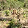 Young forests sold to China businesses, rare wood supply diminishes