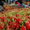 Vietnam to set new fruit and vegetable export record in 2015