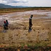 Mekong delta faces water shortage, saline intrusion